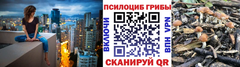 Галлюциногенные грибы Cubensis  кракен ССЫЛКА  Георгиевск 